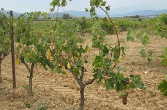 vendanges